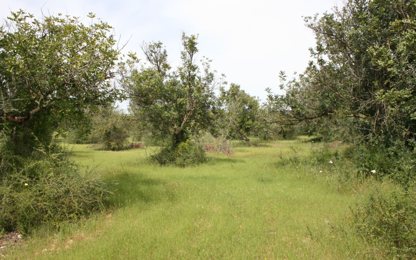 Land In Binissalem, Spain (20.714 M² Plot)