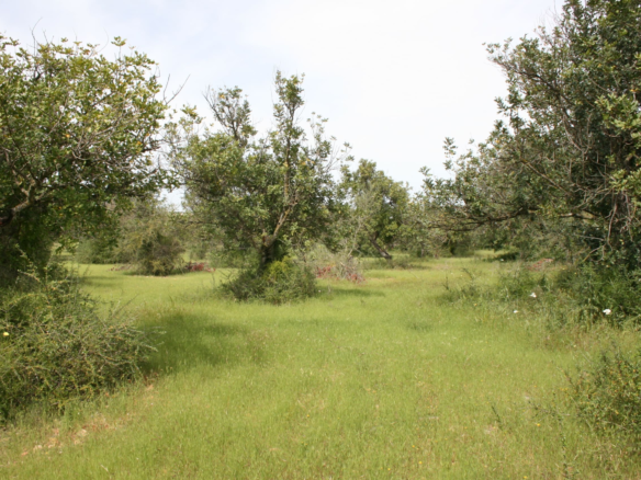 Land In Binissalem, Spain (20.714 M² Plot)