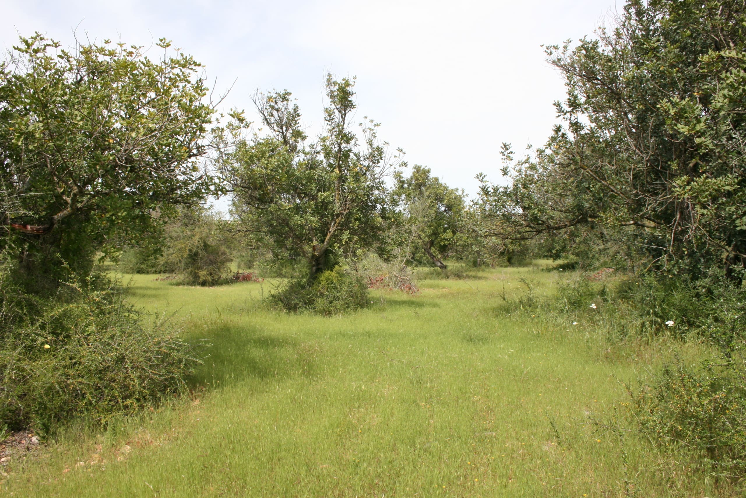 Land In Binissalem, Spain (20.714 M² Plot)