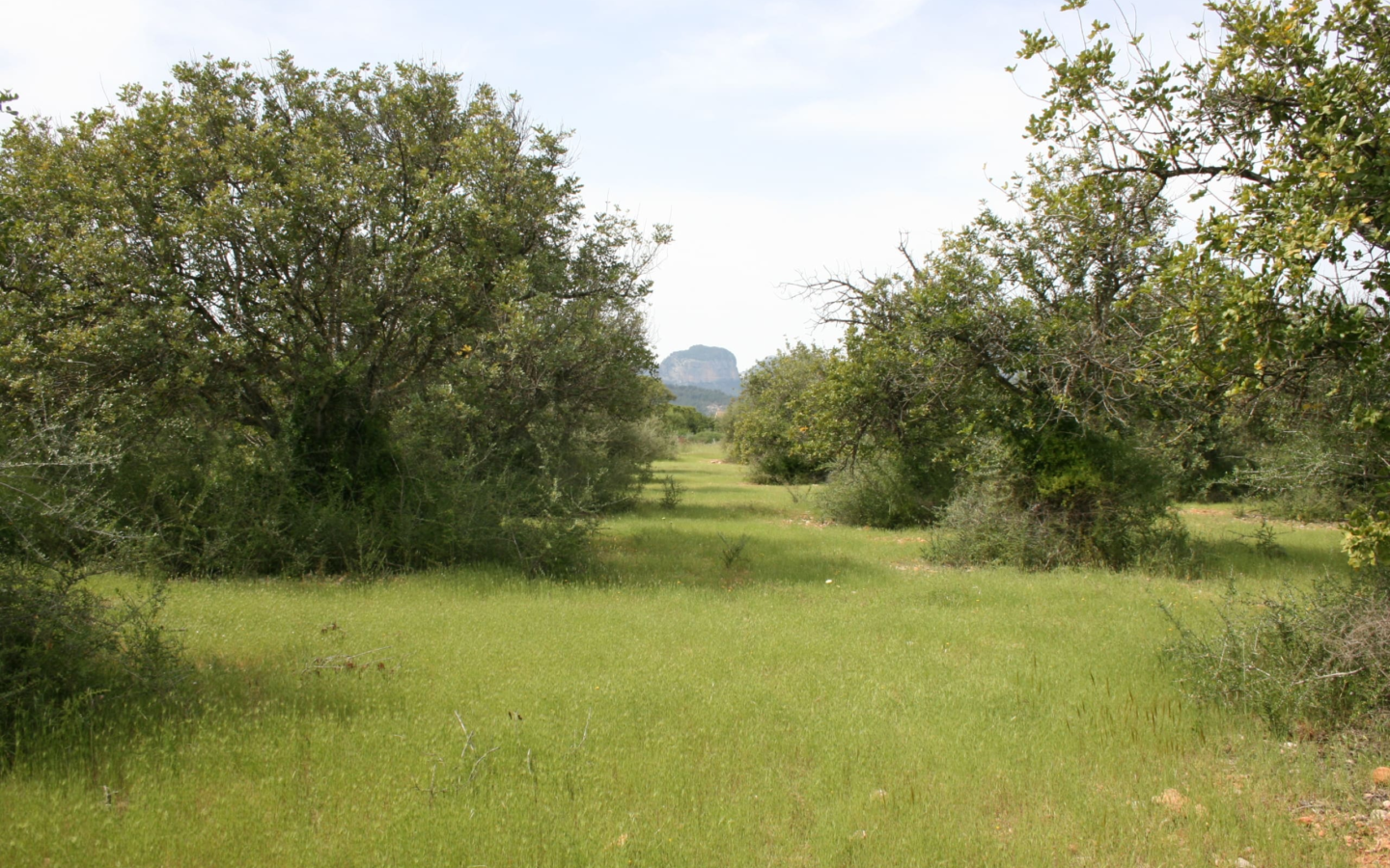 Land In Binissalem, Spain (20.714 M² Plot)