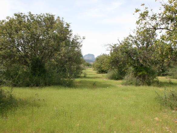 Land In Binissalem, Spain (20.714 M² Plot)
