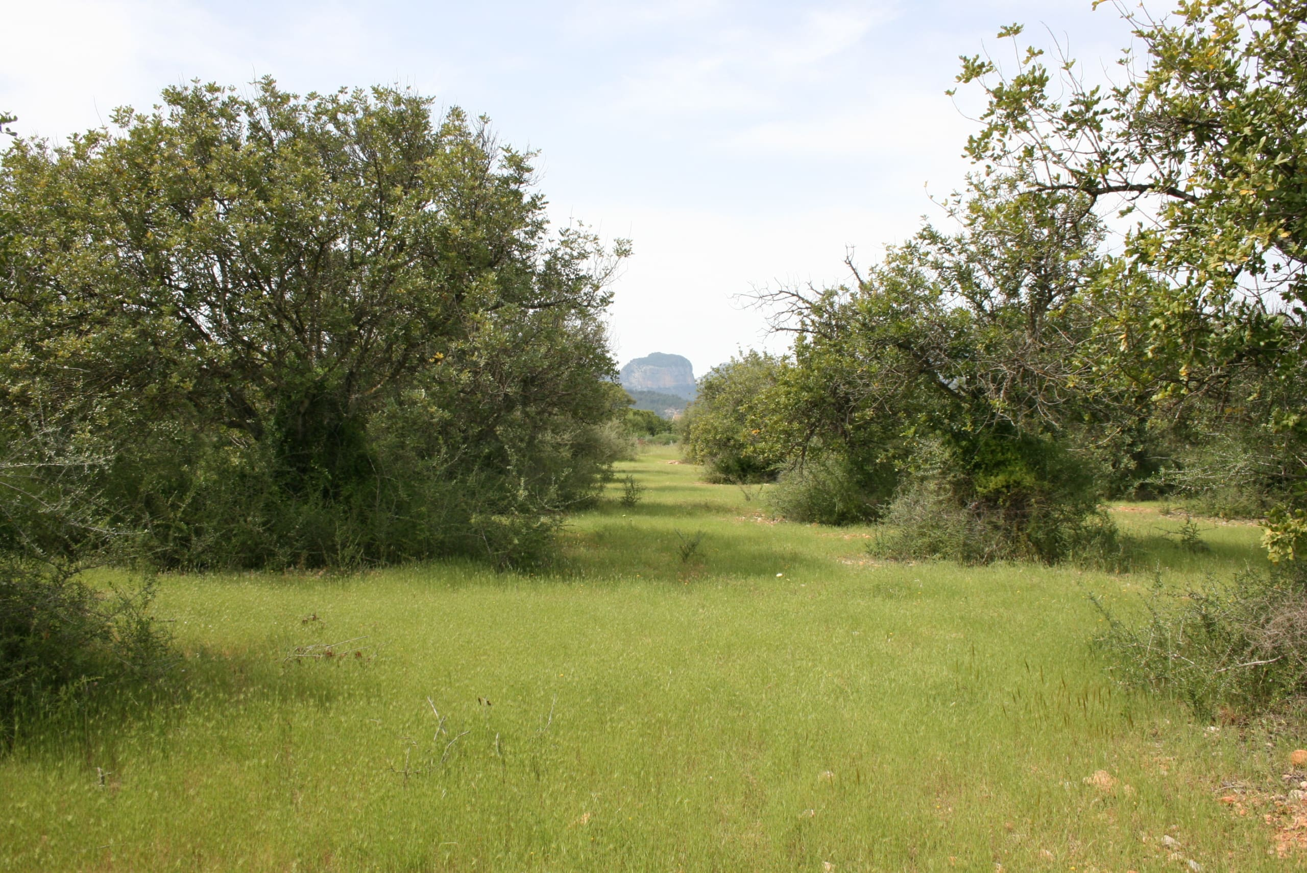 Land In Binissalem, Spain (20.714 M² Plot)
