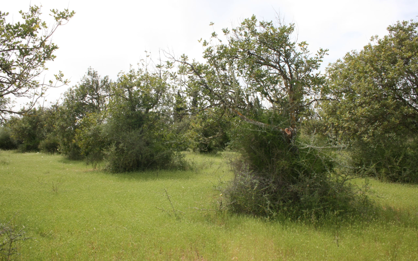 Land In Binissalem, Spain (20.714 M² Plot)
