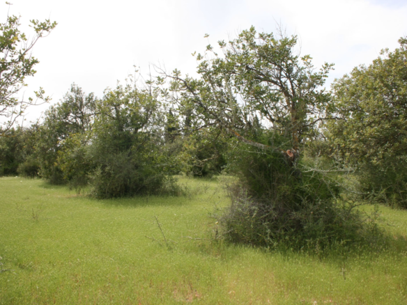 Land In Binissalem, Spain (20.714 M² Plot)
