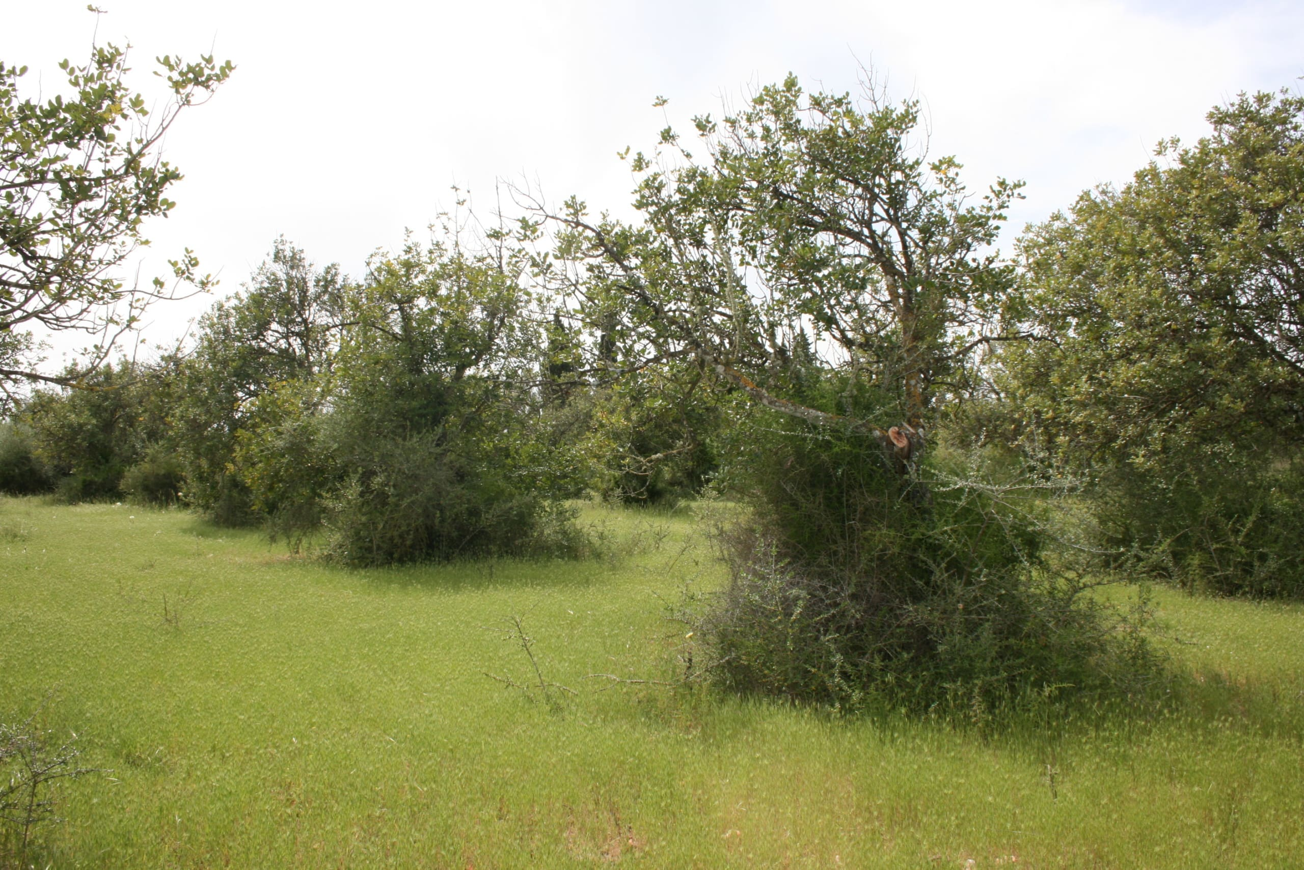 Land In Binissalem, Spain (20.714 M² Plot)
