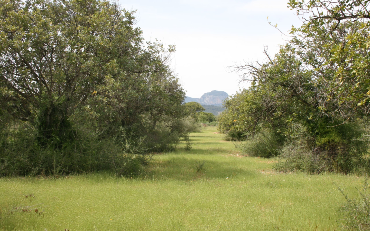 Land In Binissalem, Spain (20.714 M² Plot)