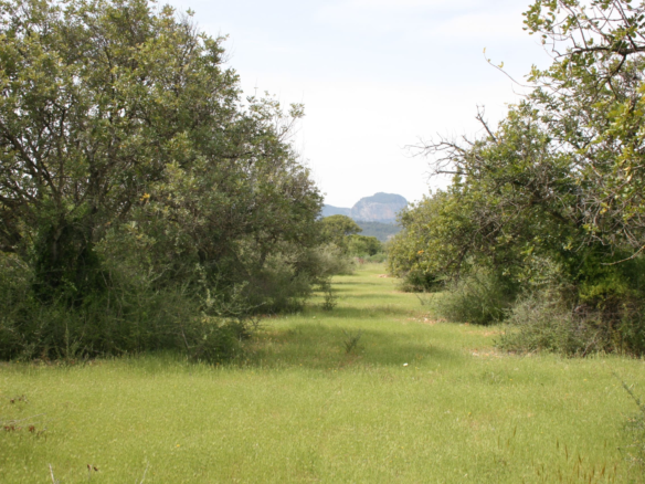 Land In Binissalem, Spain (20.714 M² Plot)