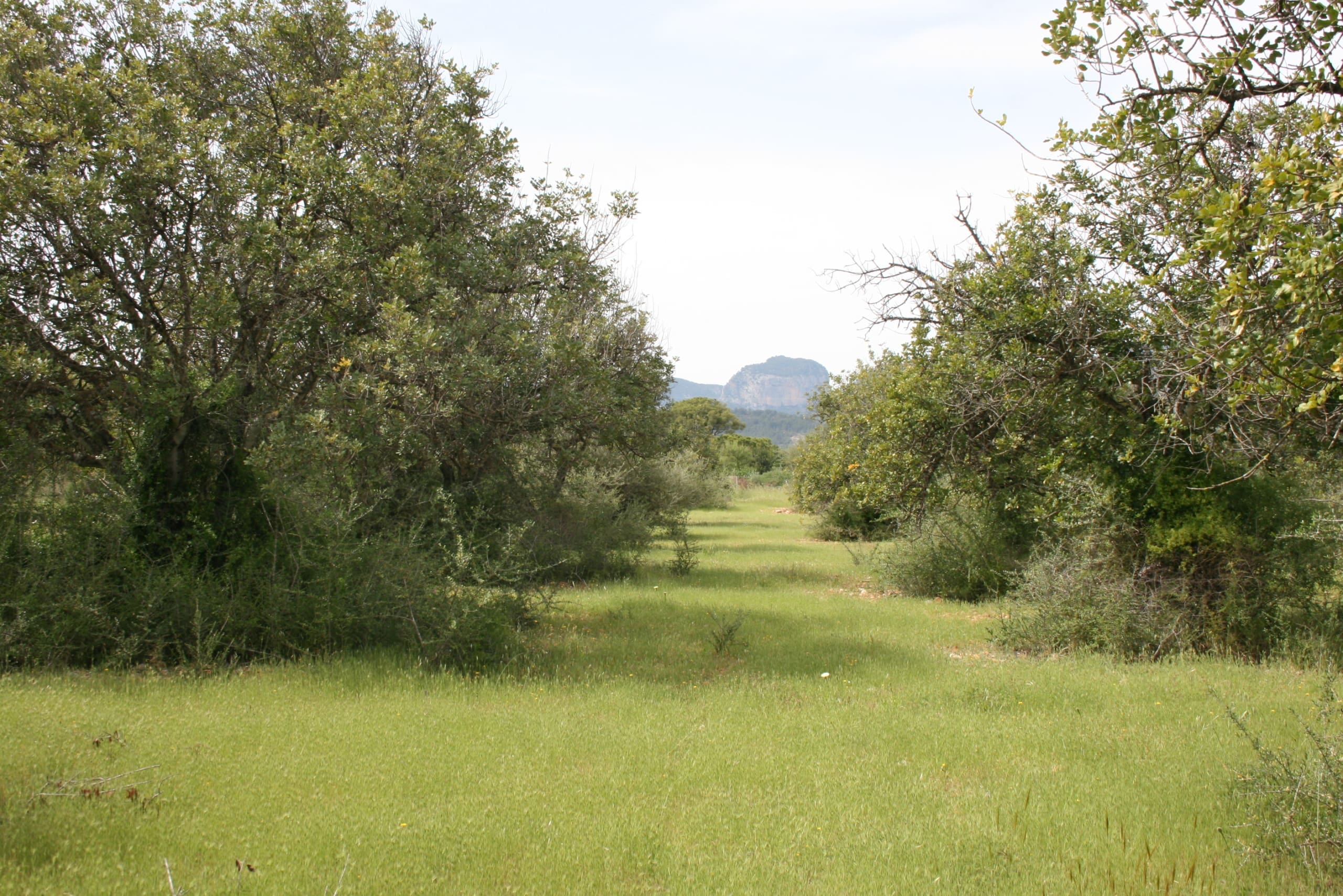 Land In Binissalem, Spain (20.714 M² Plot)