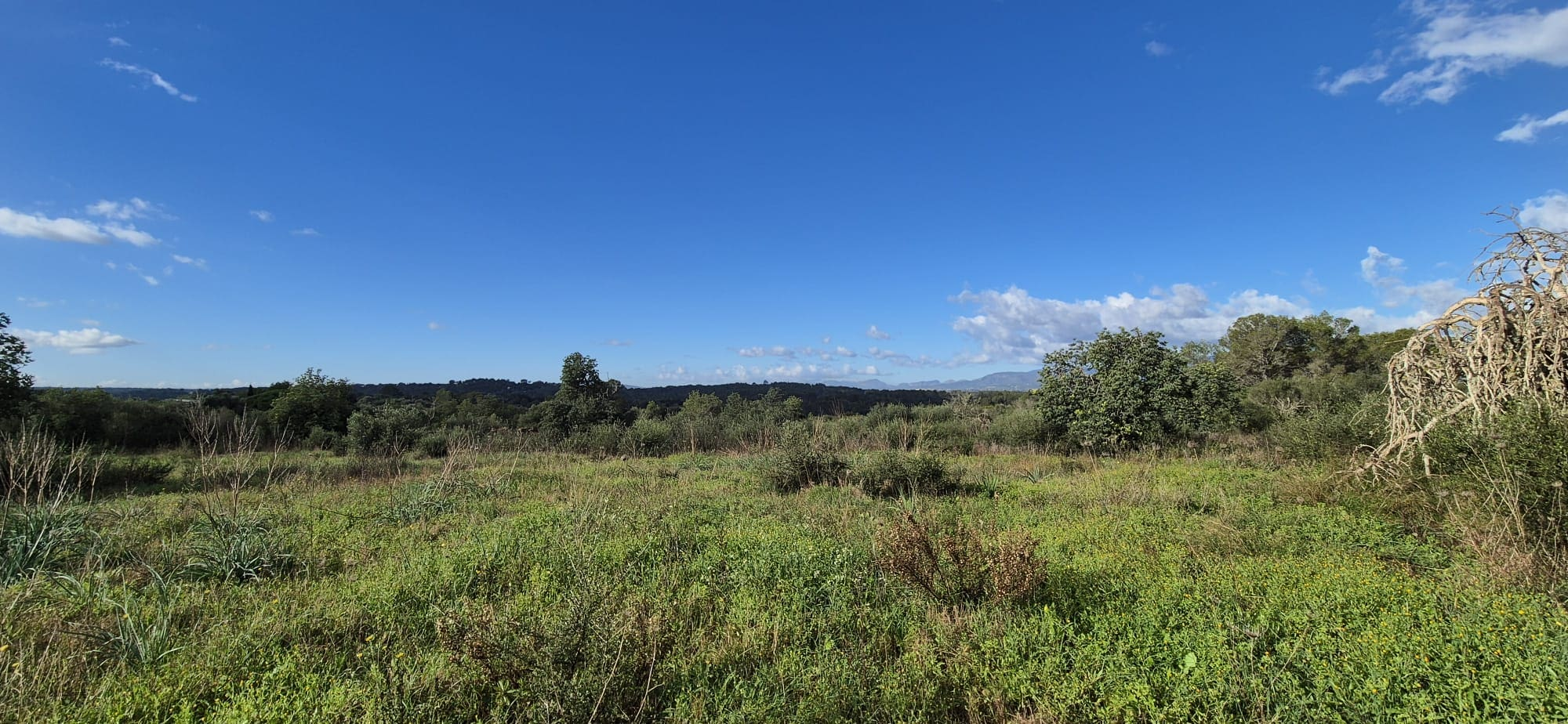 Land In Costitx, Spain (74 M²)