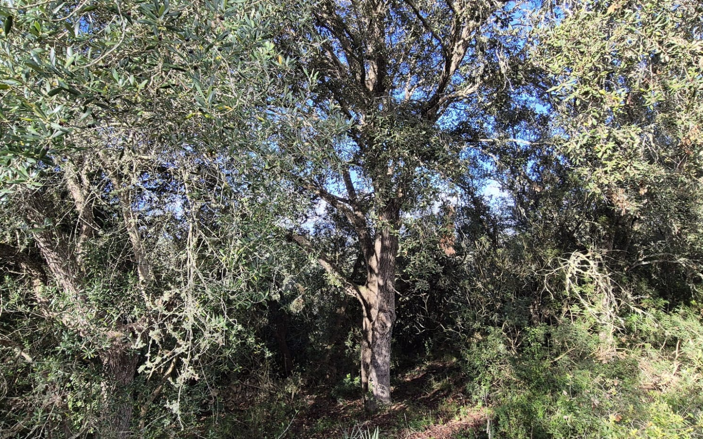 Land In Costitx, Spain (74 M²)