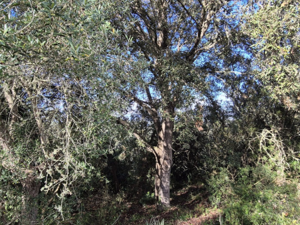Land In Costitx, Spain (74 M²)