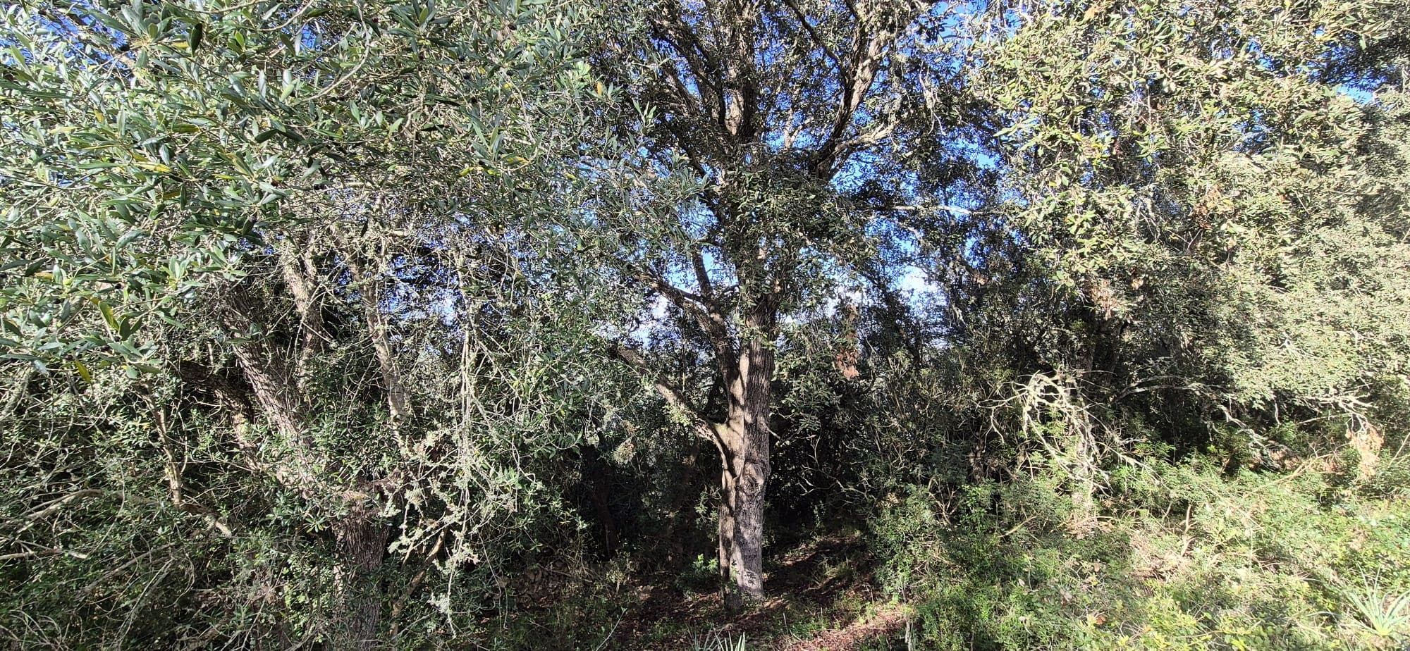 Land In Costitx, Spain (74 M²)