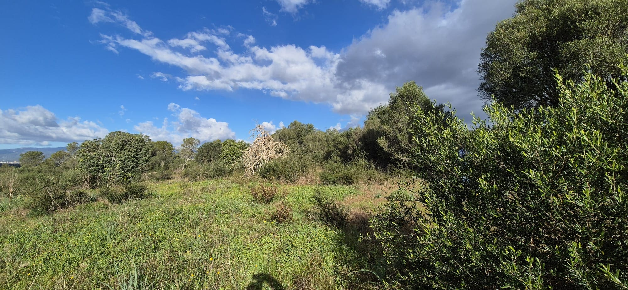 Land In Costitx, Spain (74 M²)