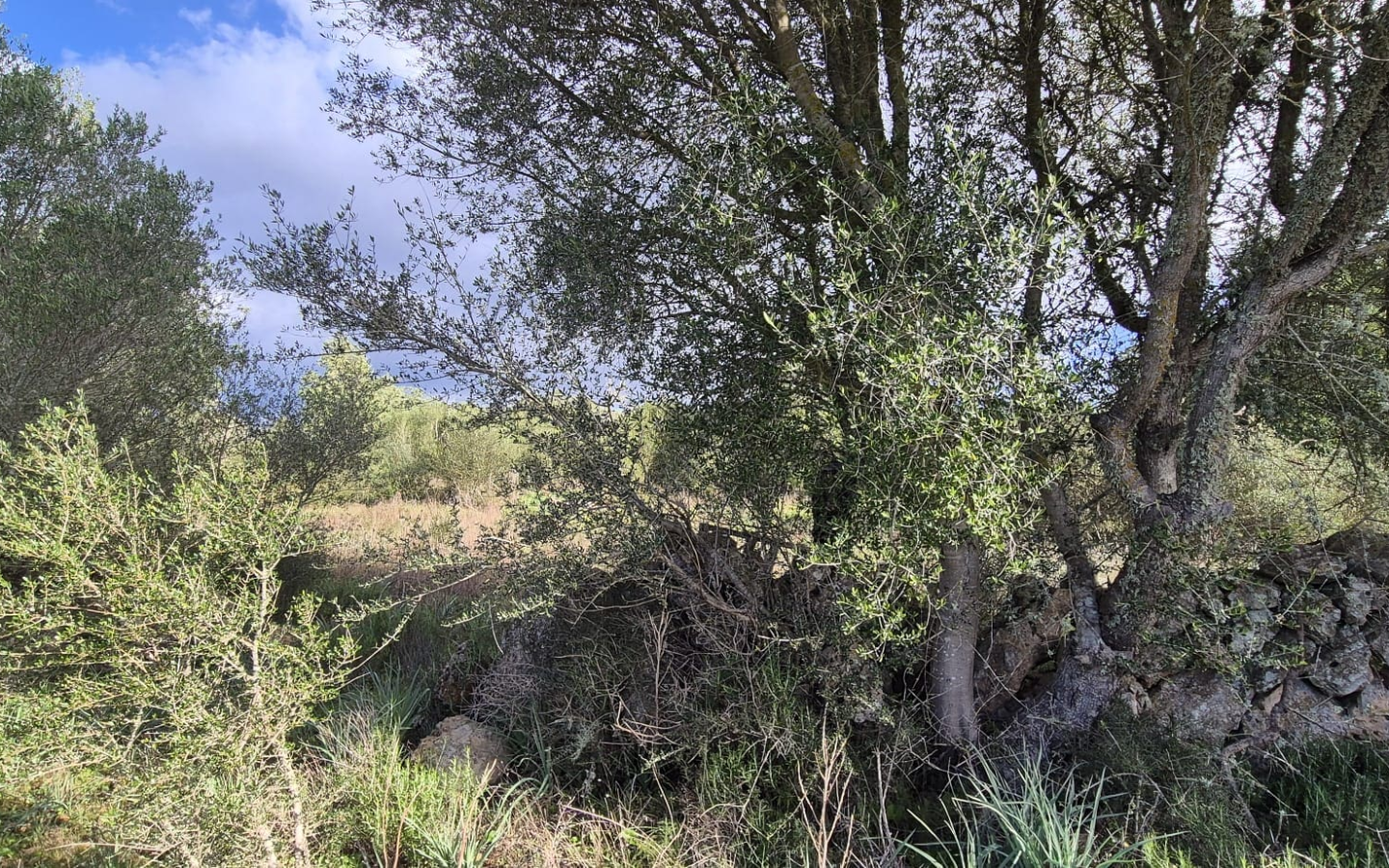 Land In Costitx, Spain (74 M²)