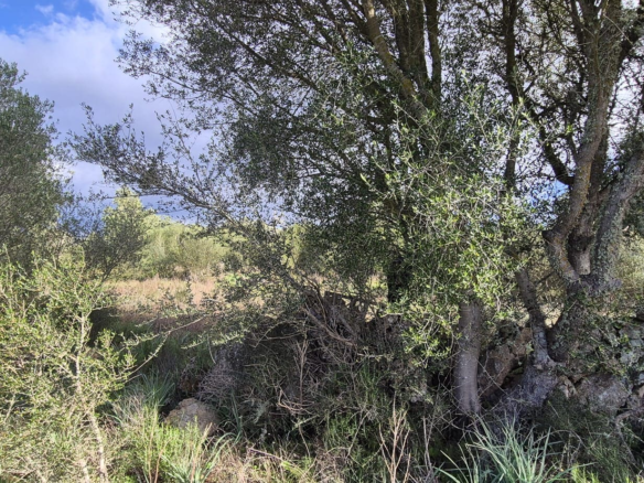 Land In Costitx, Spain (74 M²)
