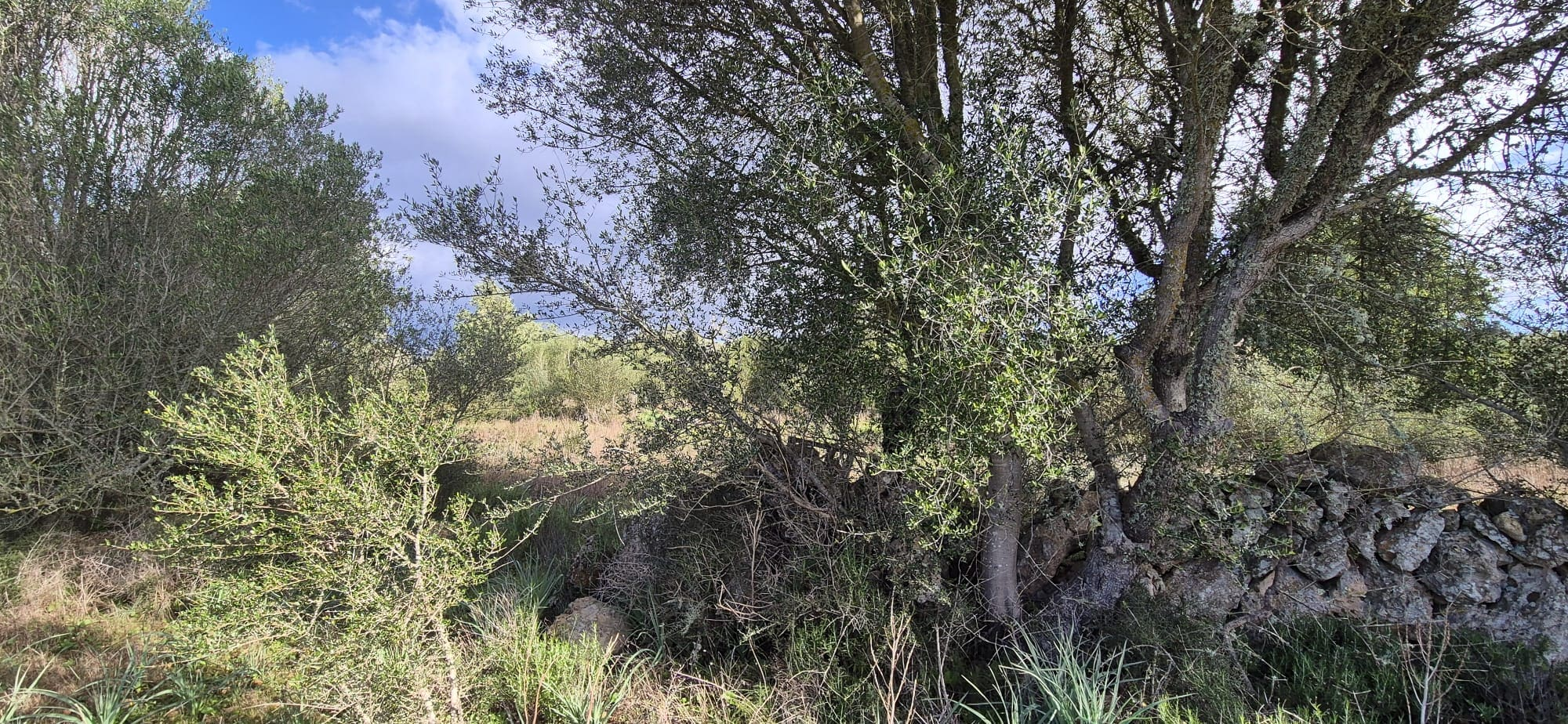 Land In Costitx, Spain (74 M²)