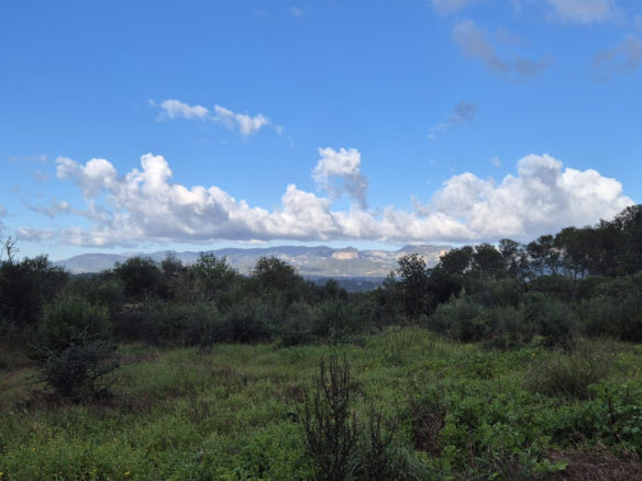 Land In Costitx, Spain (74 M²)