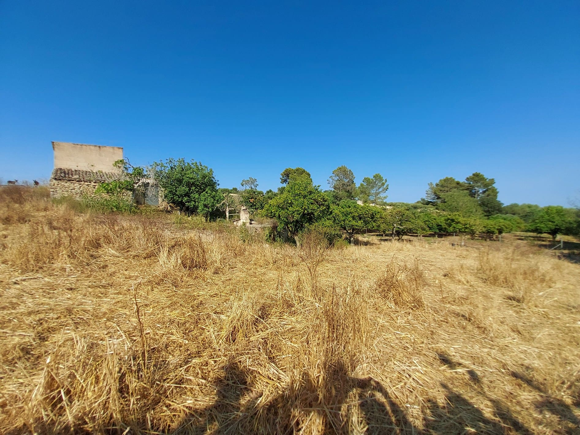 Parcela-Maria-de-la-Salut-13-20c02d Land In Maria De La Salut, Spain (141 M²)