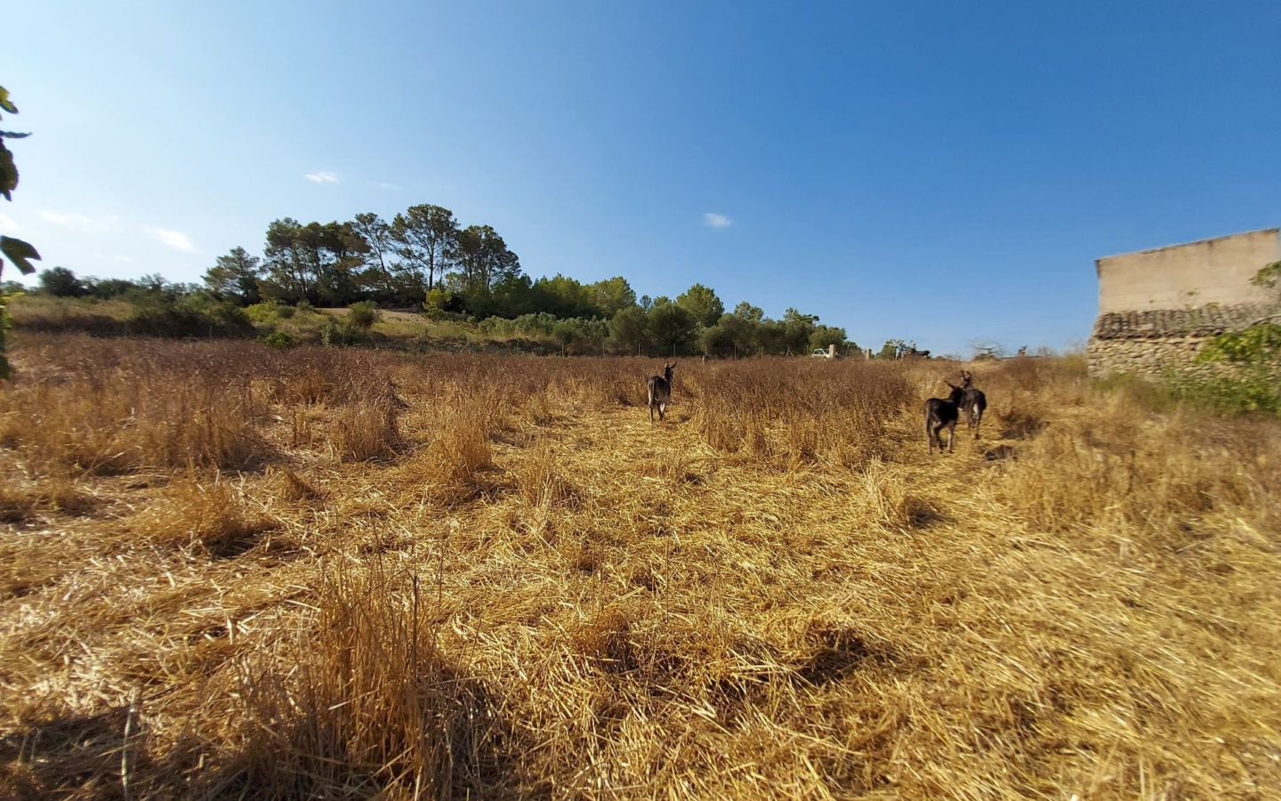 Land In Maria De La Salut, Spain (141 M²)