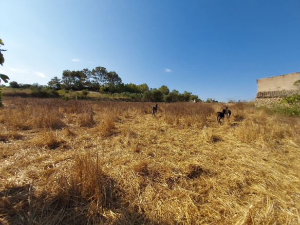 Land In Maria De La Salut, Spain (141 M²)