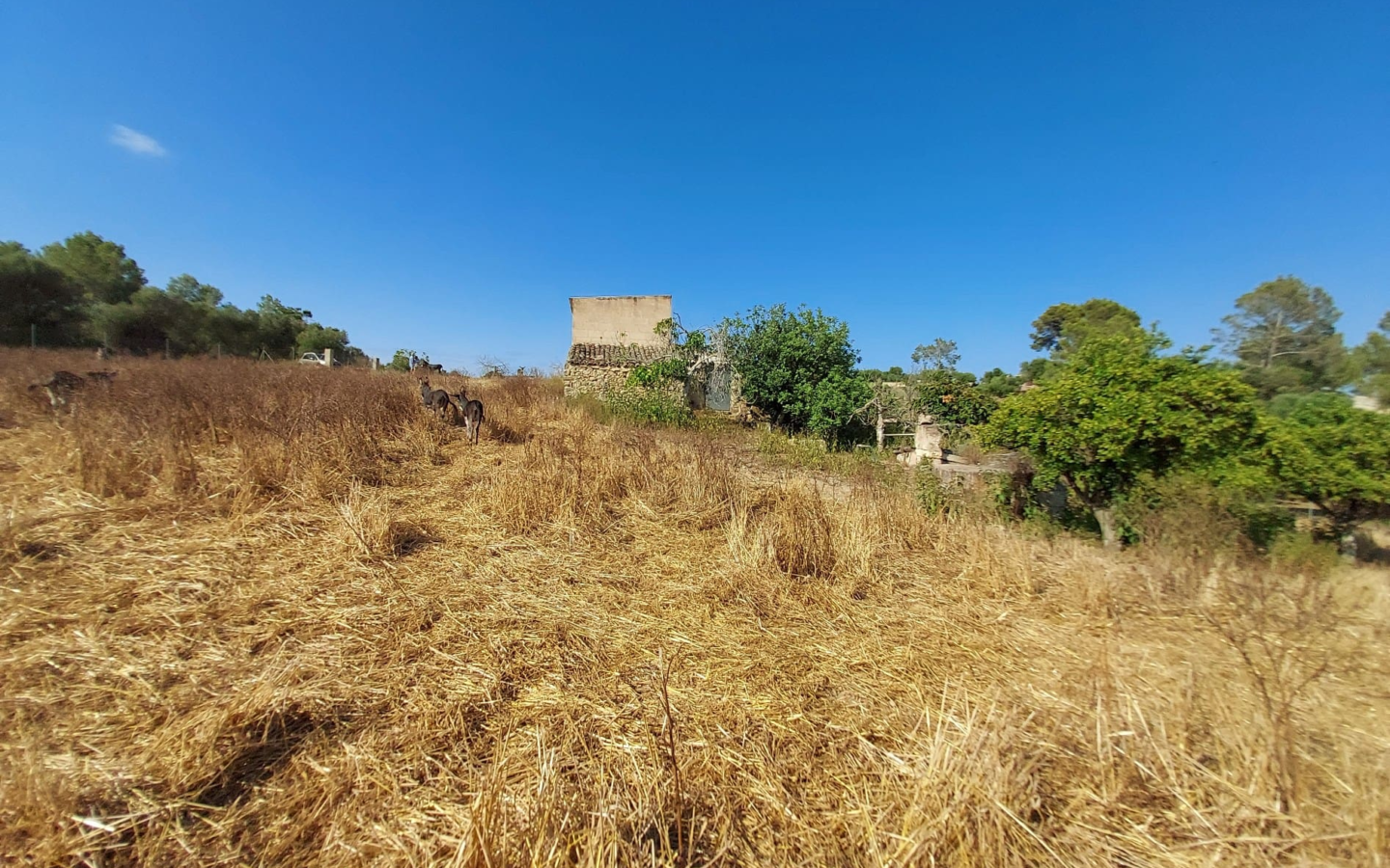 Land In Maria De La Salut, Spain (141 M²)