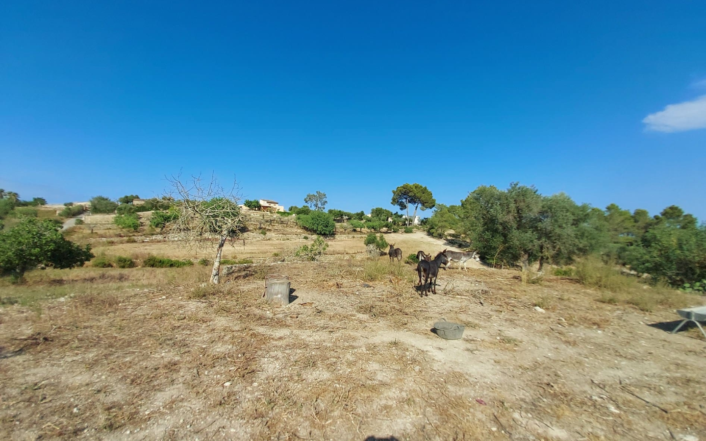 Land In Maria De La Salut, Spain (141 M²)