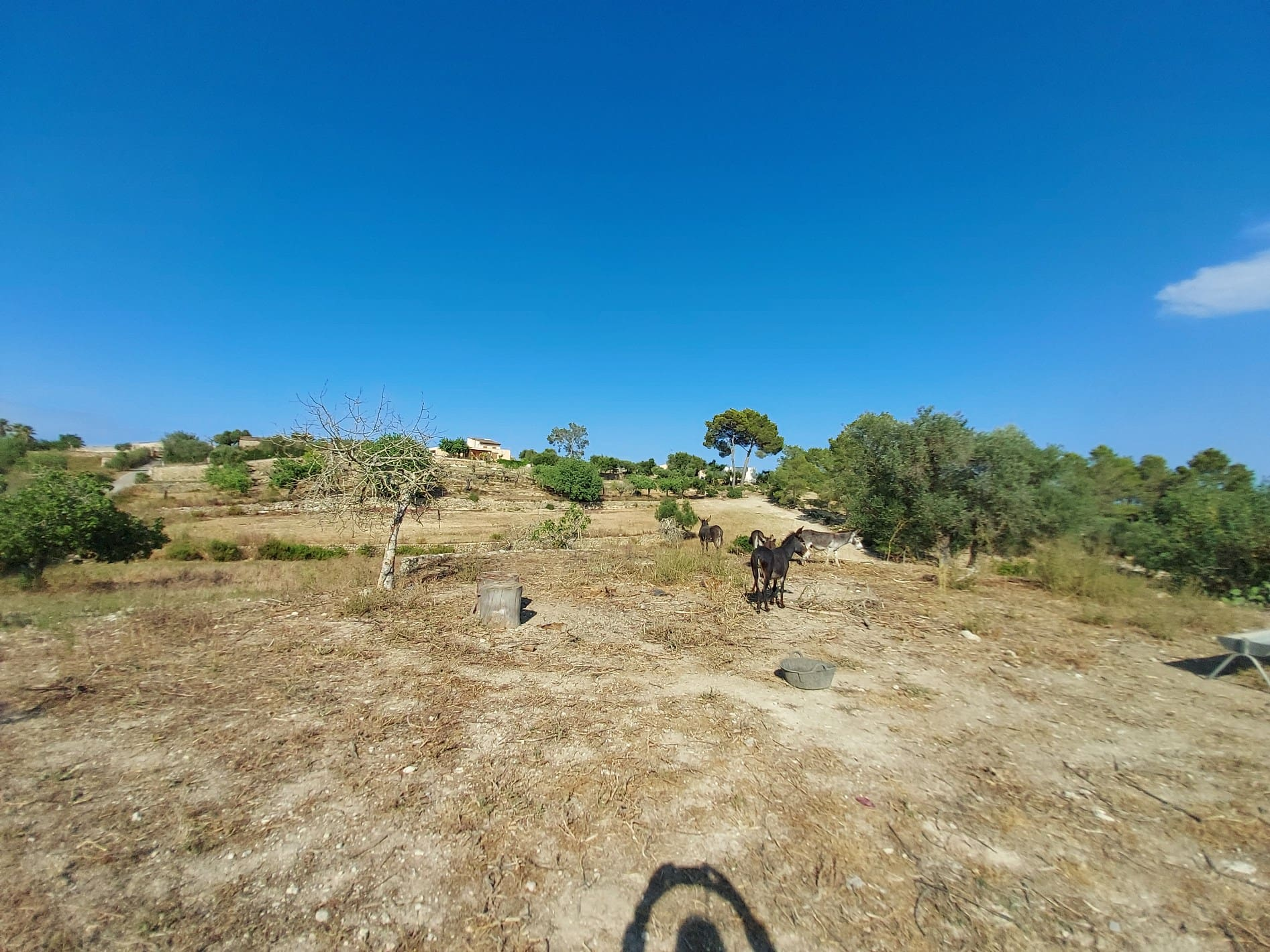 Parcela-Maria-de-la-Salut-18-1a2c5e Land In Maria De La Salut, Spain (141 M²)