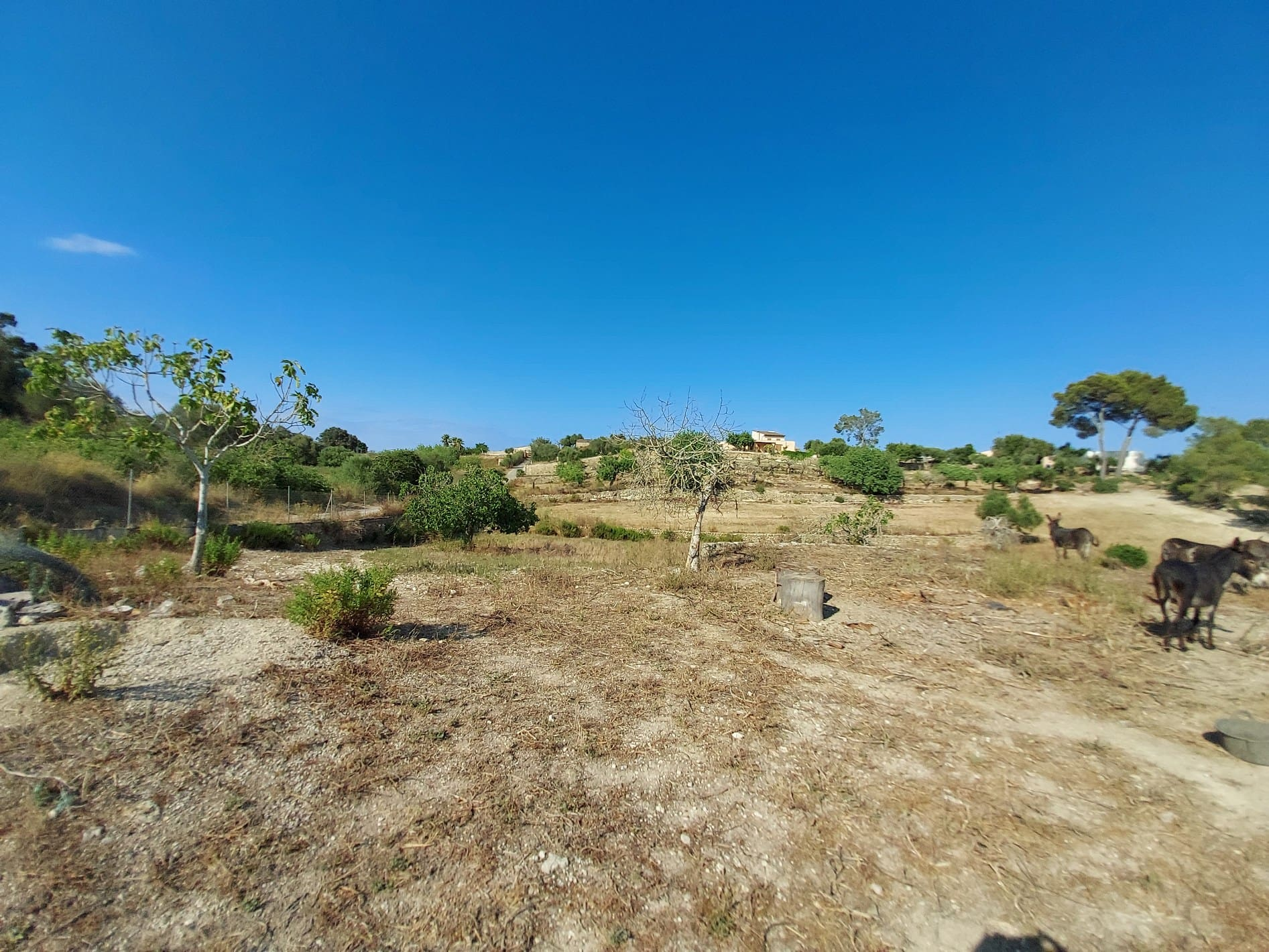Parcela-Maria-de-la-Salut-19-dcf532 Land In Maria De La Salut, Spain (141 M²)
