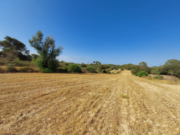 Land In Sineu, Spain (12.759 M² Plot)