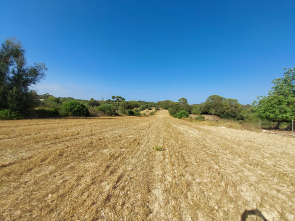 Land In Sineu, Spain (12.759 M² Plot)