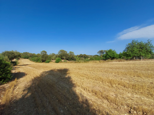 Land In Sineu, Spain (12.759 M² Plot)