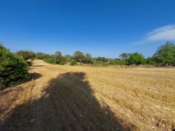 Land In Sineu, Spain (12.759 M² Plot)