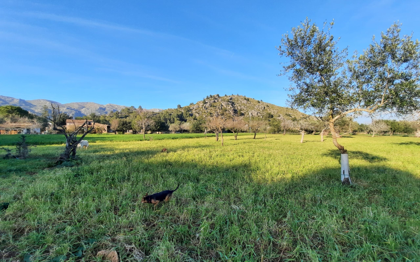 4-bedroom Finca In Pollensa, Spain (199 M²)