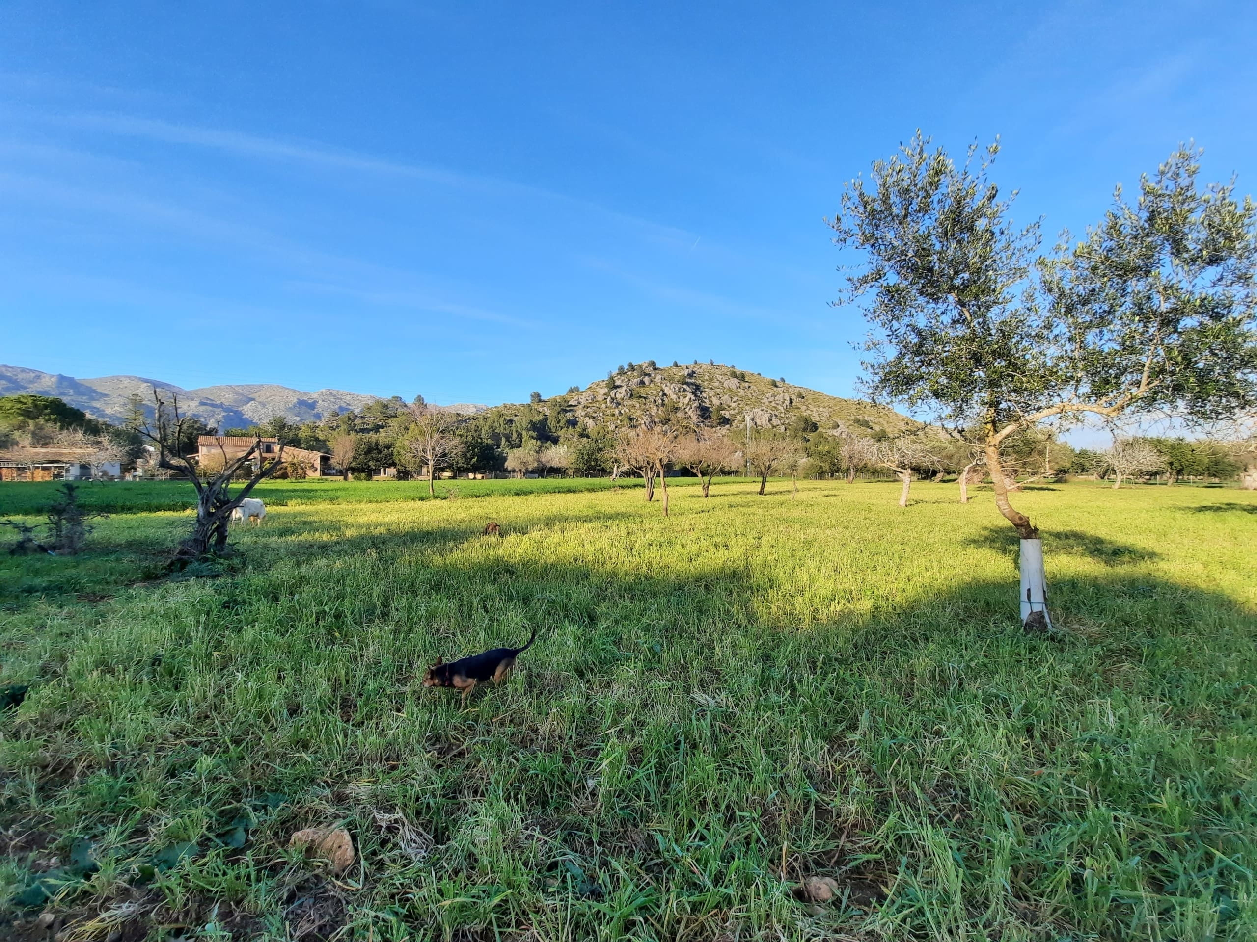 Ref-462-Pollenca-Finca-7-scaled-46a770 4-bedroom Finca In Pollensa, Spain (199 M²)