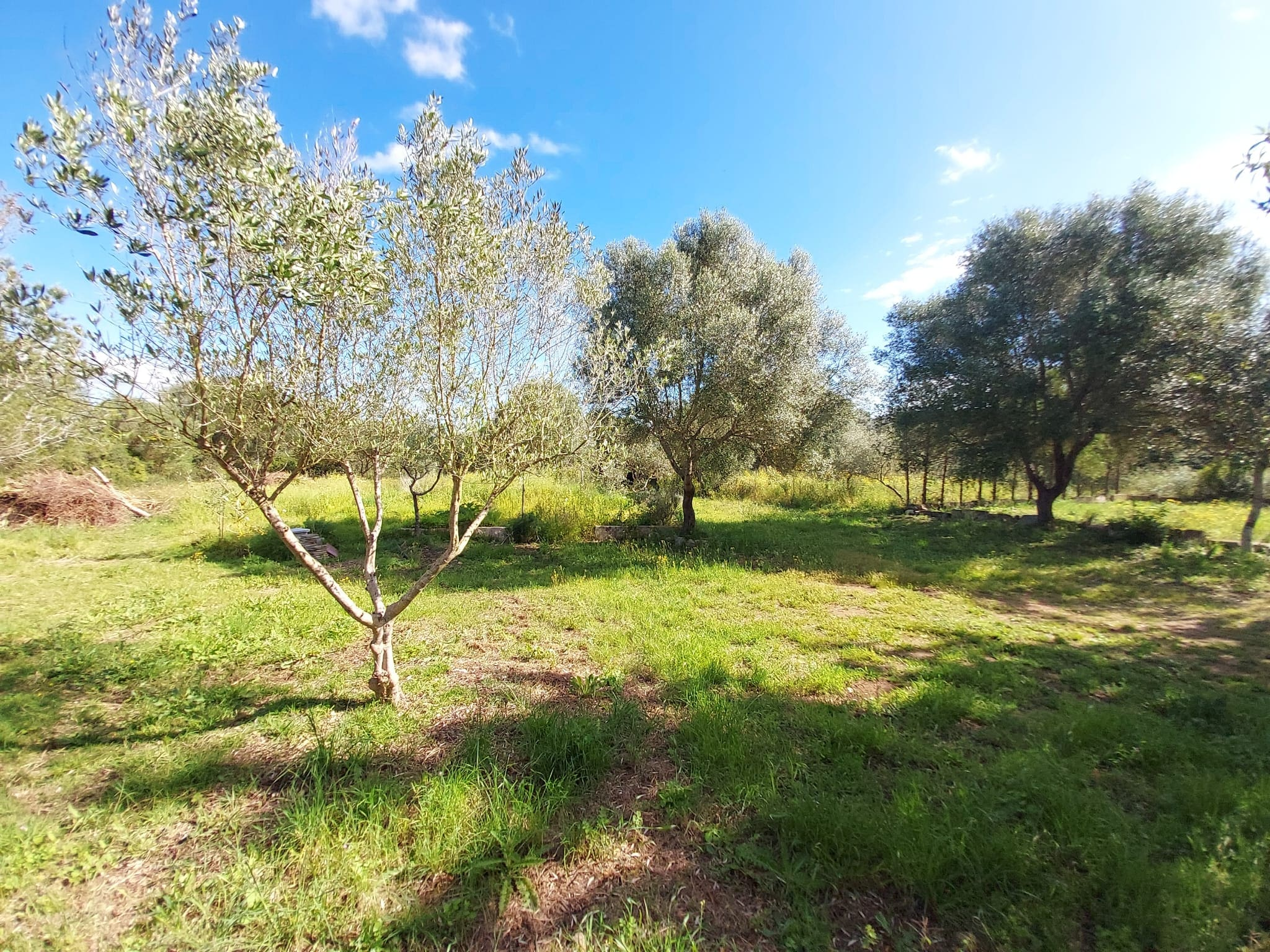 Seasonal-Rental-Finca-Muro-18-d40028 1-bedroom Finca In Muro, Spain (90 M²)