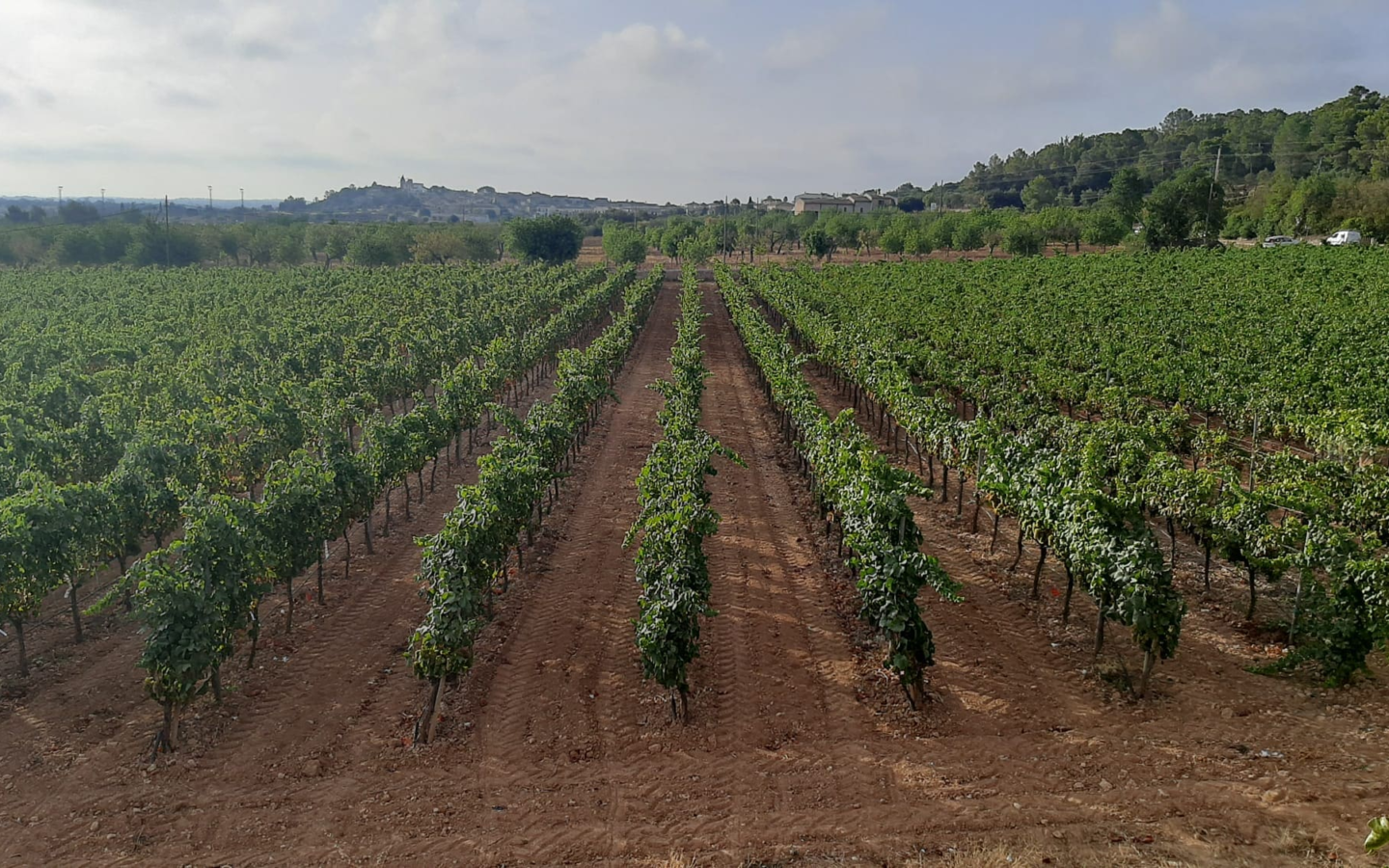 Commercial In Binissalem, Spain (352 M²)
