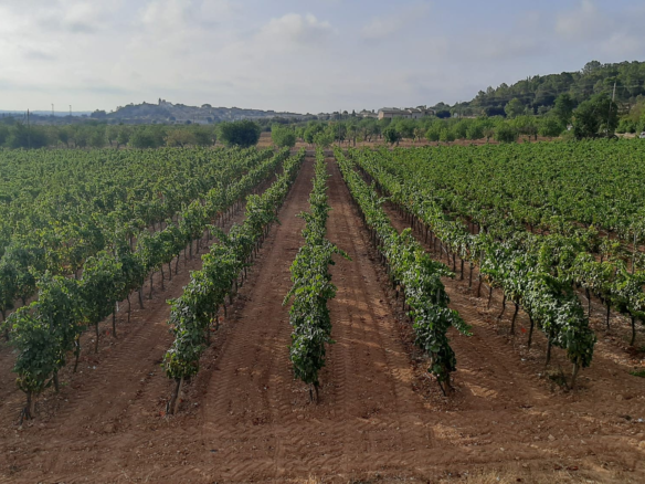 Commercial In Binissalem, Spain (352 M²)