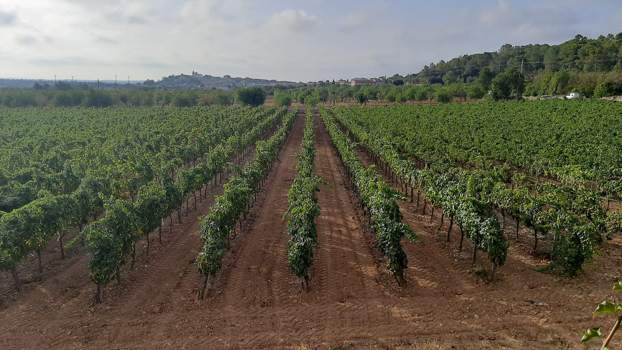 Commercial In Binissalem, Spain (352 M²)