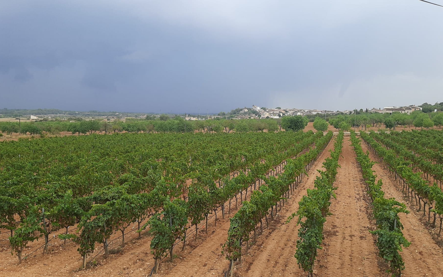 Commercial In Binissalem, Spain (352 M²)