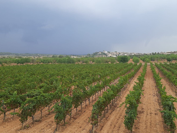 Commercial In Binissalem, Spain (352 M²)