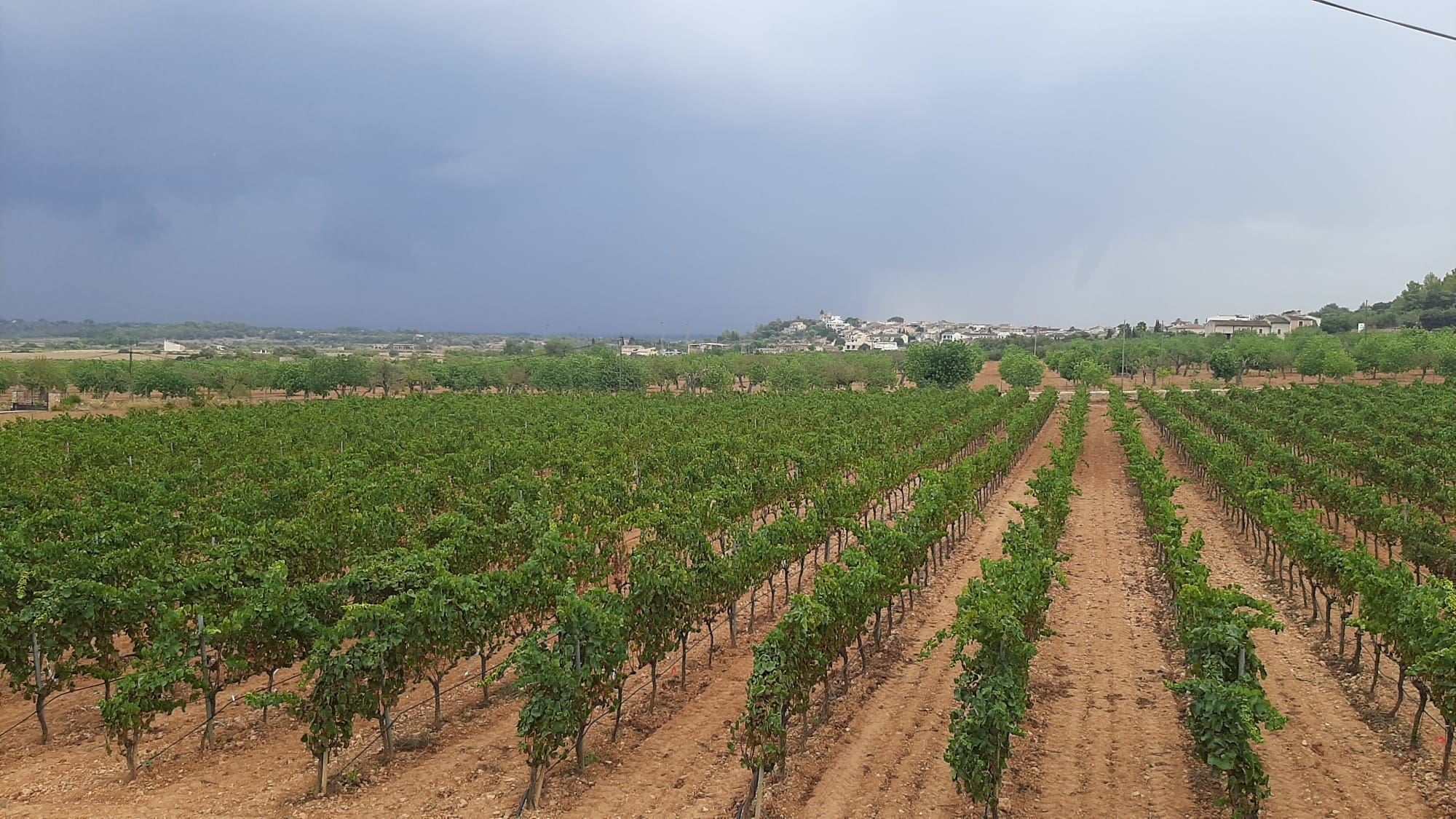 Commercial In Binissalem, Spain (352 M²)