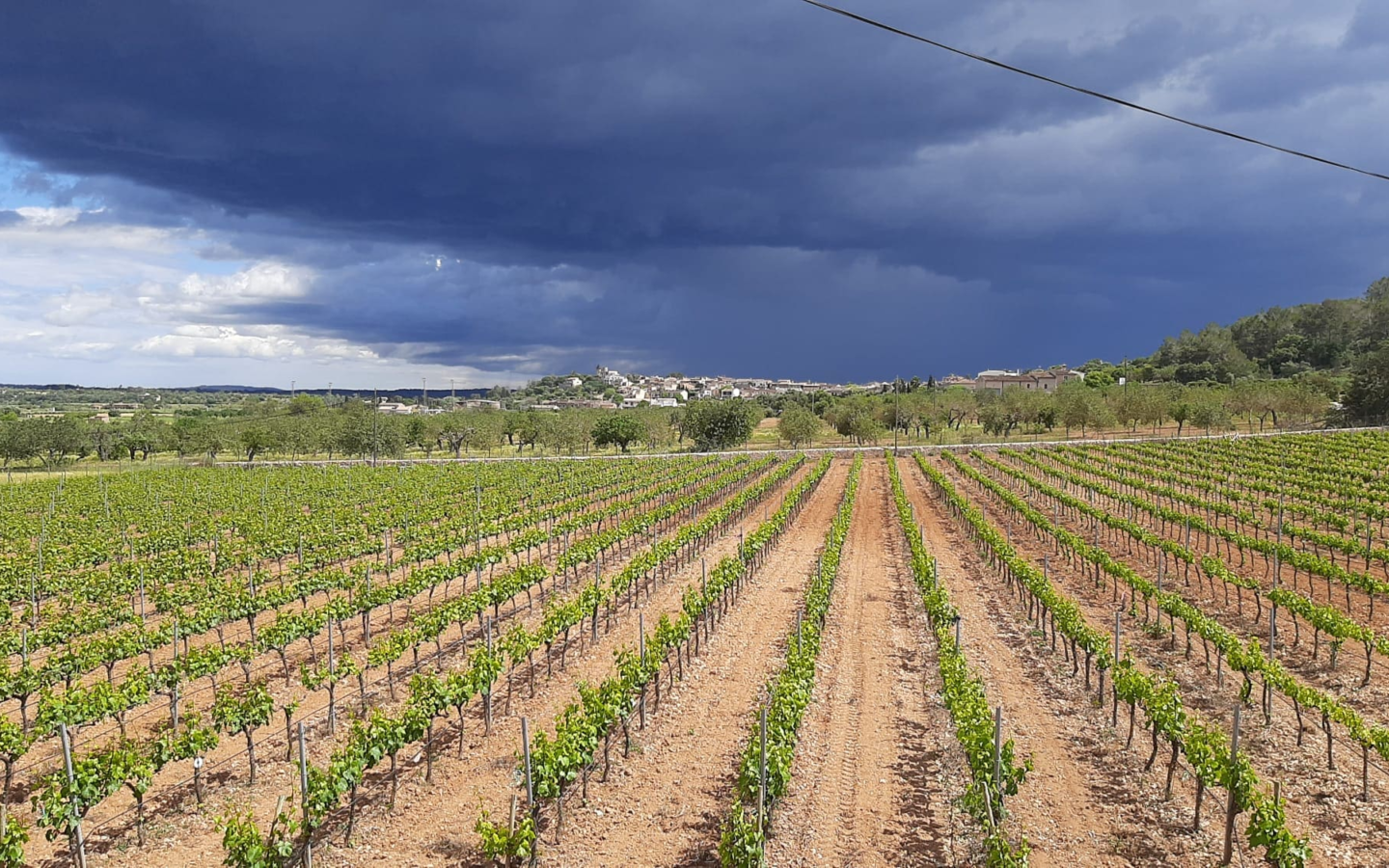 Commercial In Binissalem, Spain (352 M²)