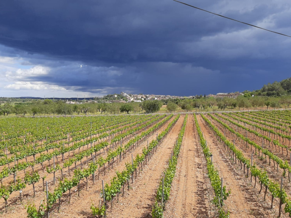 Commercial In Binissalem, Spain (352 M²)