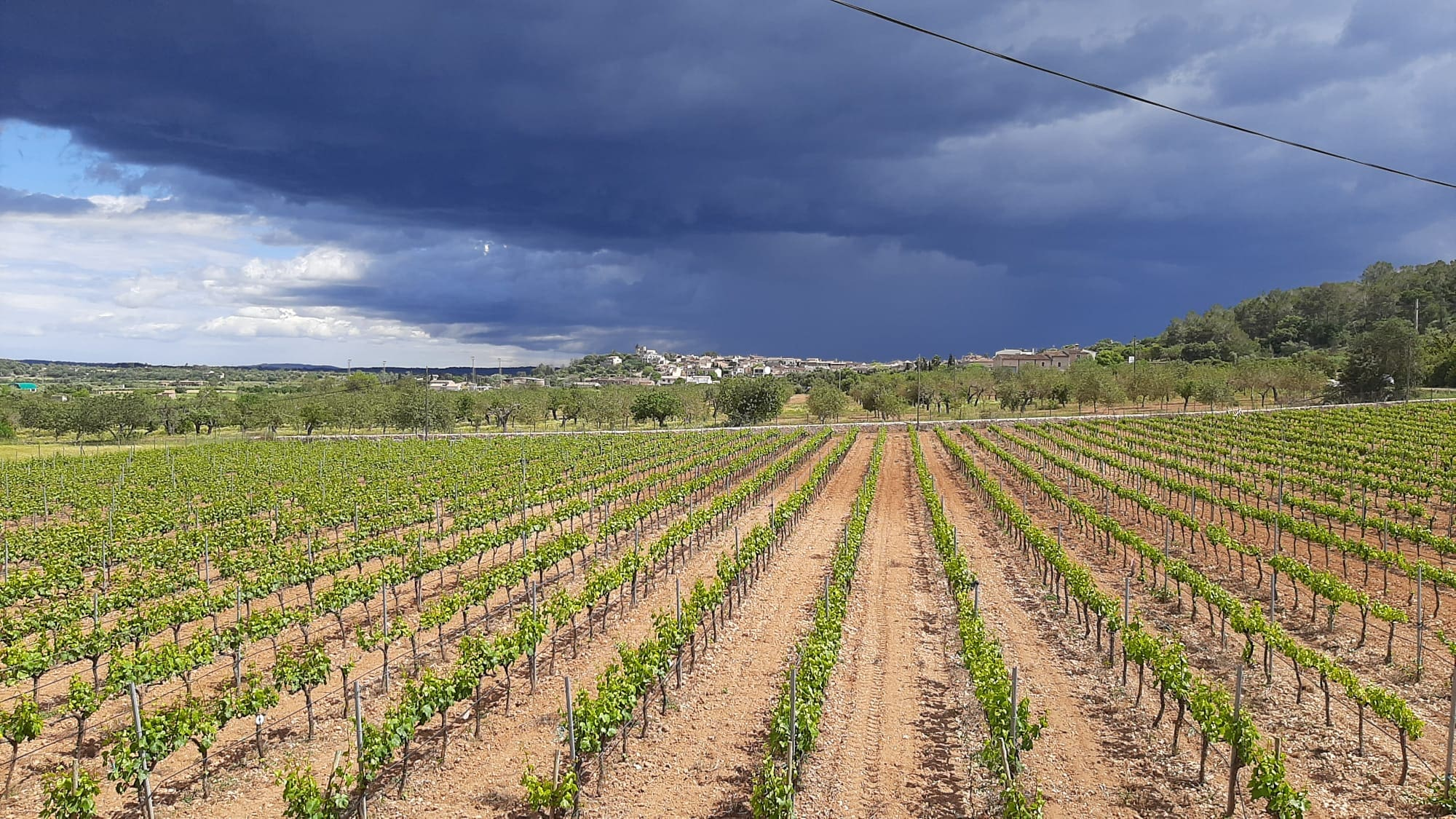 Commercial In Binissalem, Spain (352 M²)