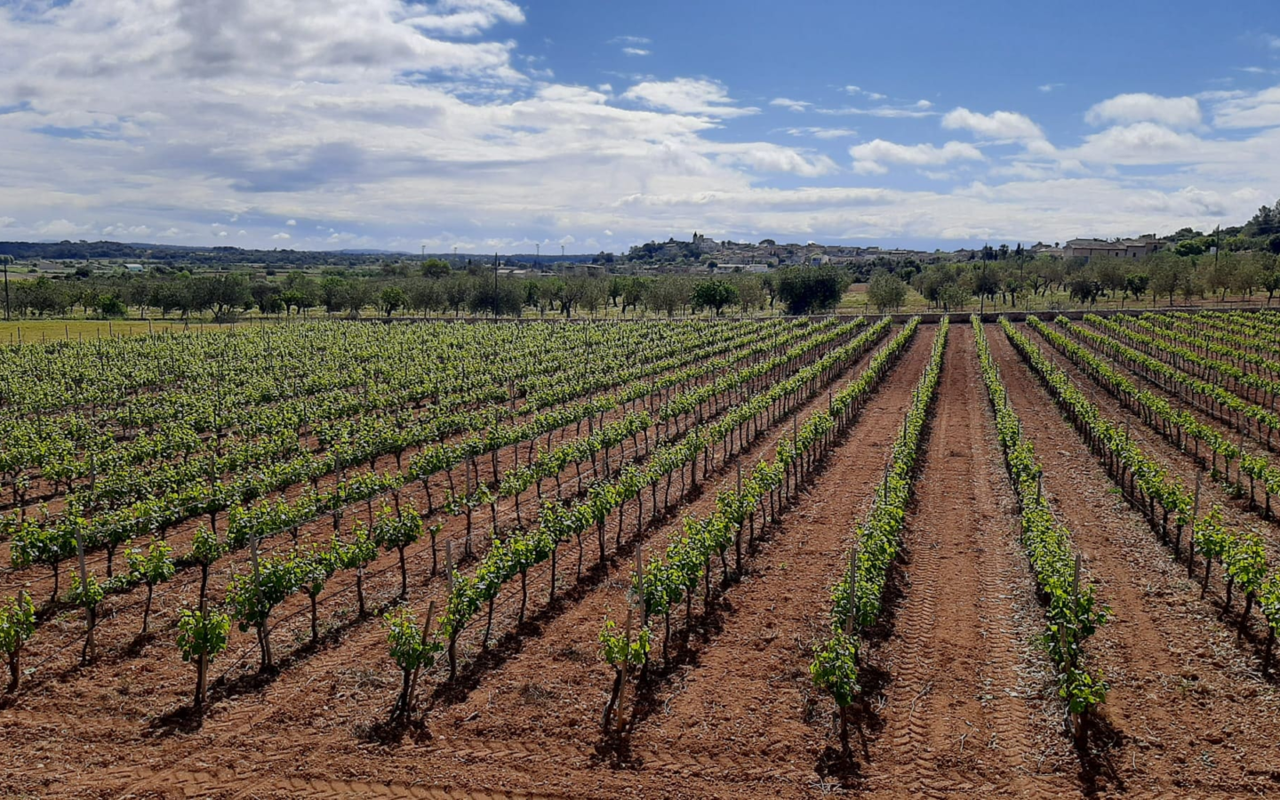 Commercial In Binissalem, Spain (352 M²)