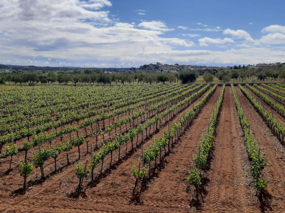 Commercial In Binissalem, Spain (352 M²)