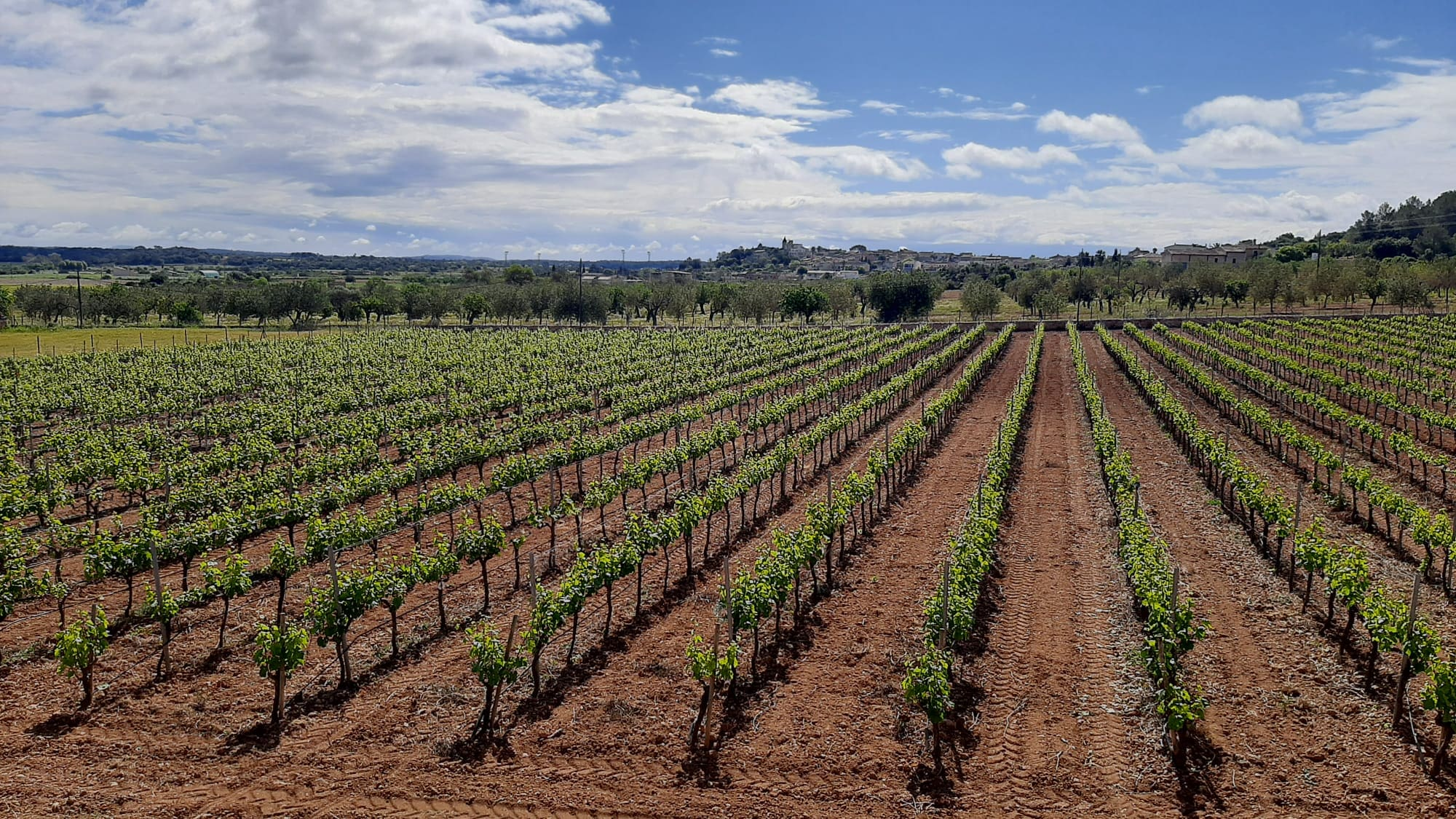 Commercial In Binissalem, Spain (352 M²)