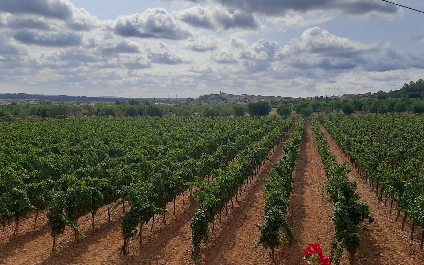 Commercial In Binissalem, Spain (352 M²)
