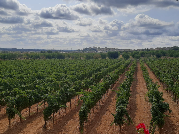 Commercial In Binissalem, Spain (352 M²)