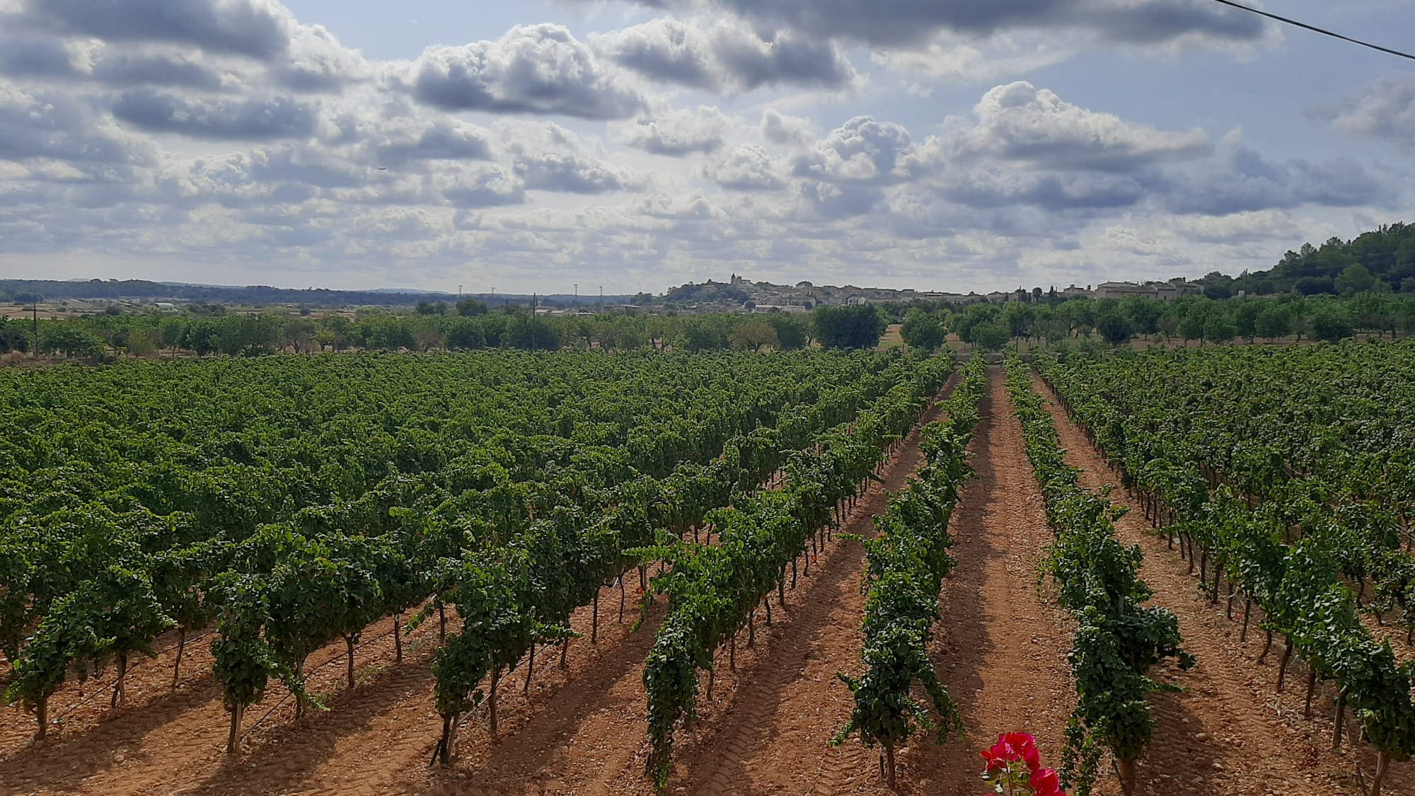 Commercial In Binissalem, Spain (352 M²)